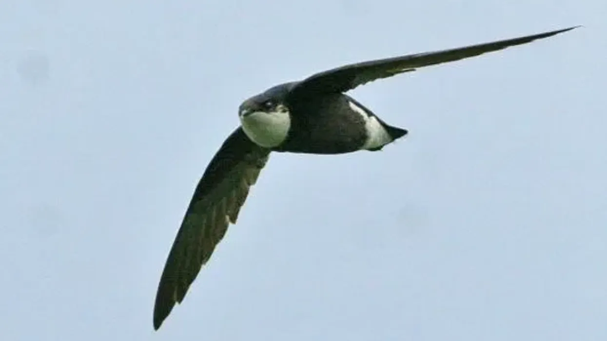 Amazing white-throated needletail facts for kids and adults