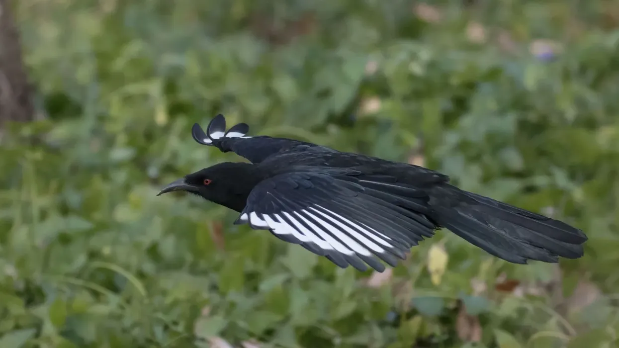 Amazing white-winged chough facts to learn more about this species.