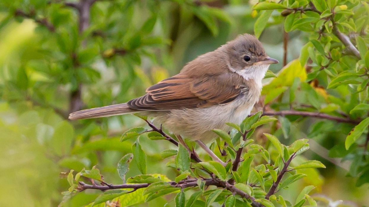 Amazing whitethroat bird facts for all bird lovers.
