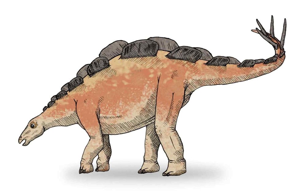 Amazing Wuerhosaurus facts for kids.