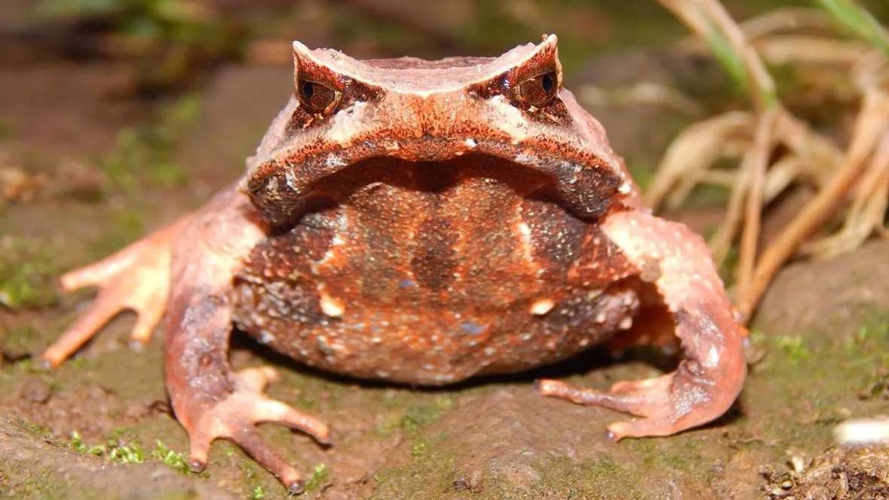 Amazon Horned Frog facts to help you learn about one of the amphibians.