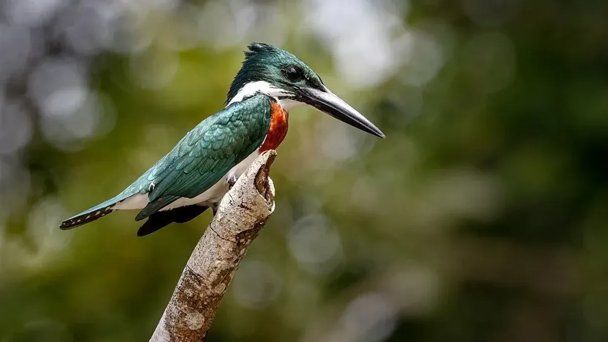 Amazon Kingfisher Fact File