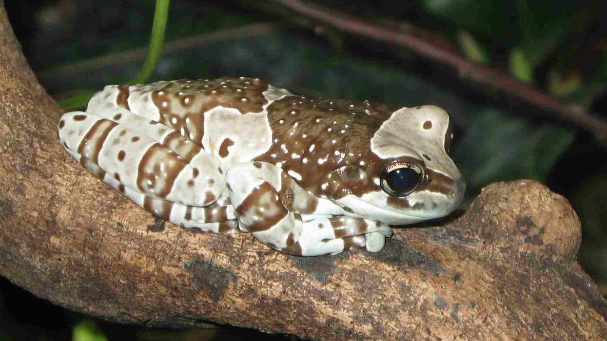 Amazon milk frog facts are fascinating to learn.