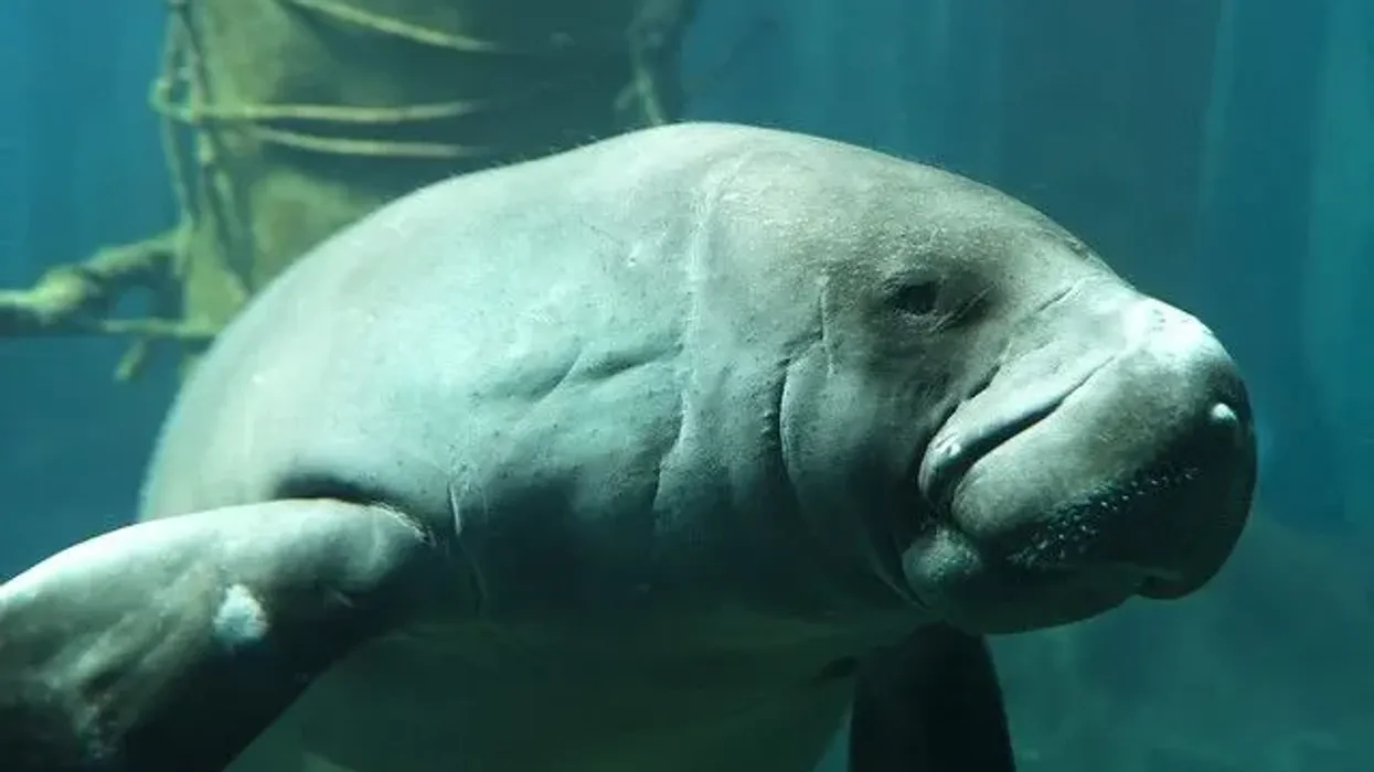 Amazonian Manatee facts, such as they are related to elephants, are very interesting