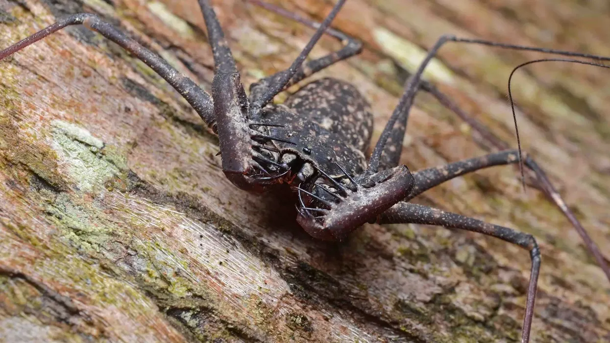 Amblypygi facts about the tailless whip scorpions and whip spiders.
