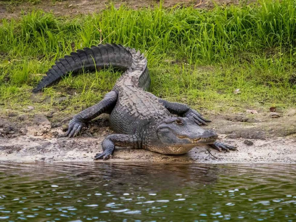 American Alligator along Myakka River bank 