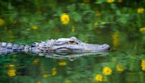 American Alligator Swimming.