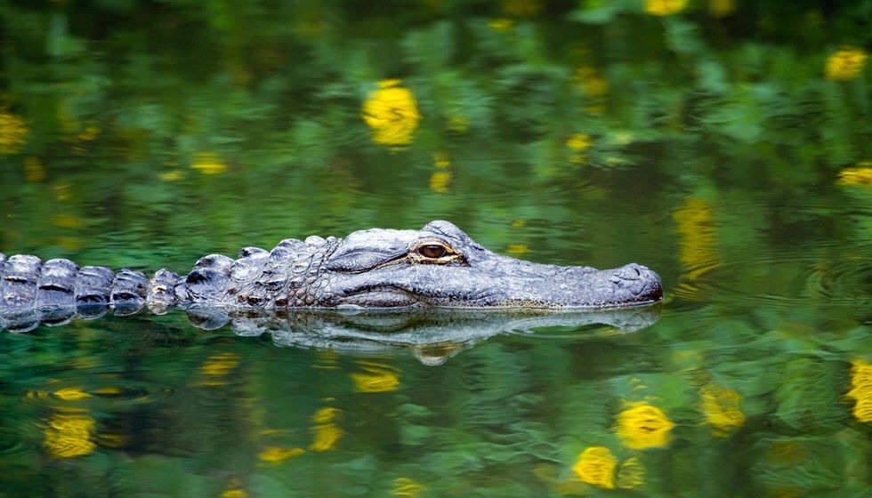 American Alligator Swimming.