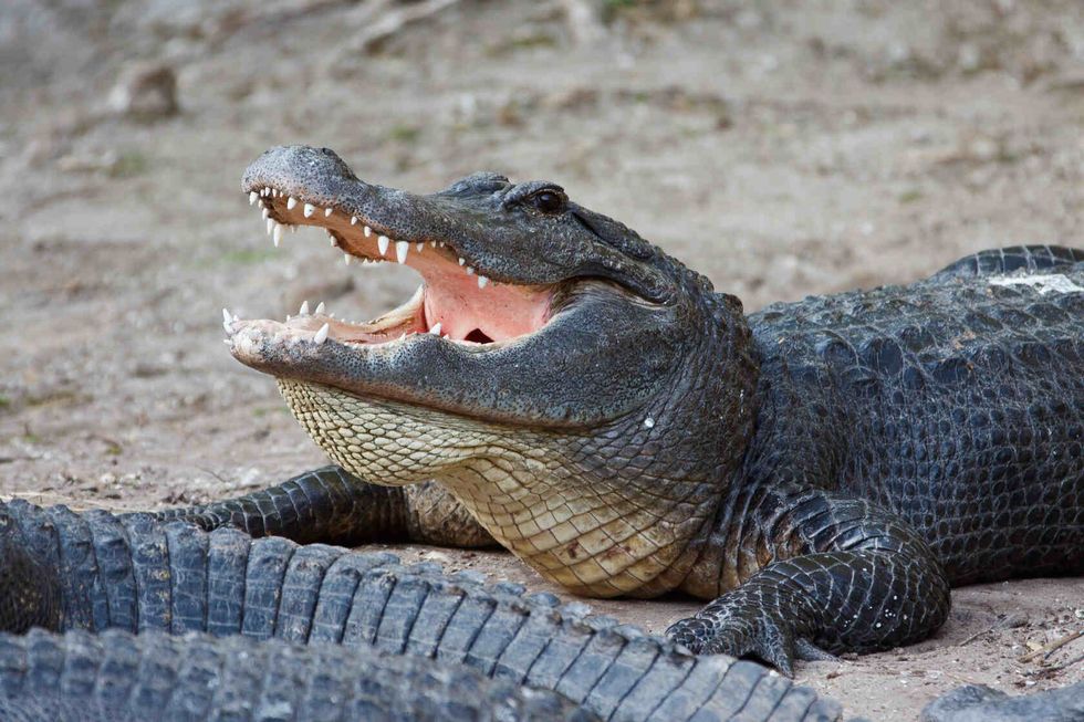 American Alligator with open mouth.