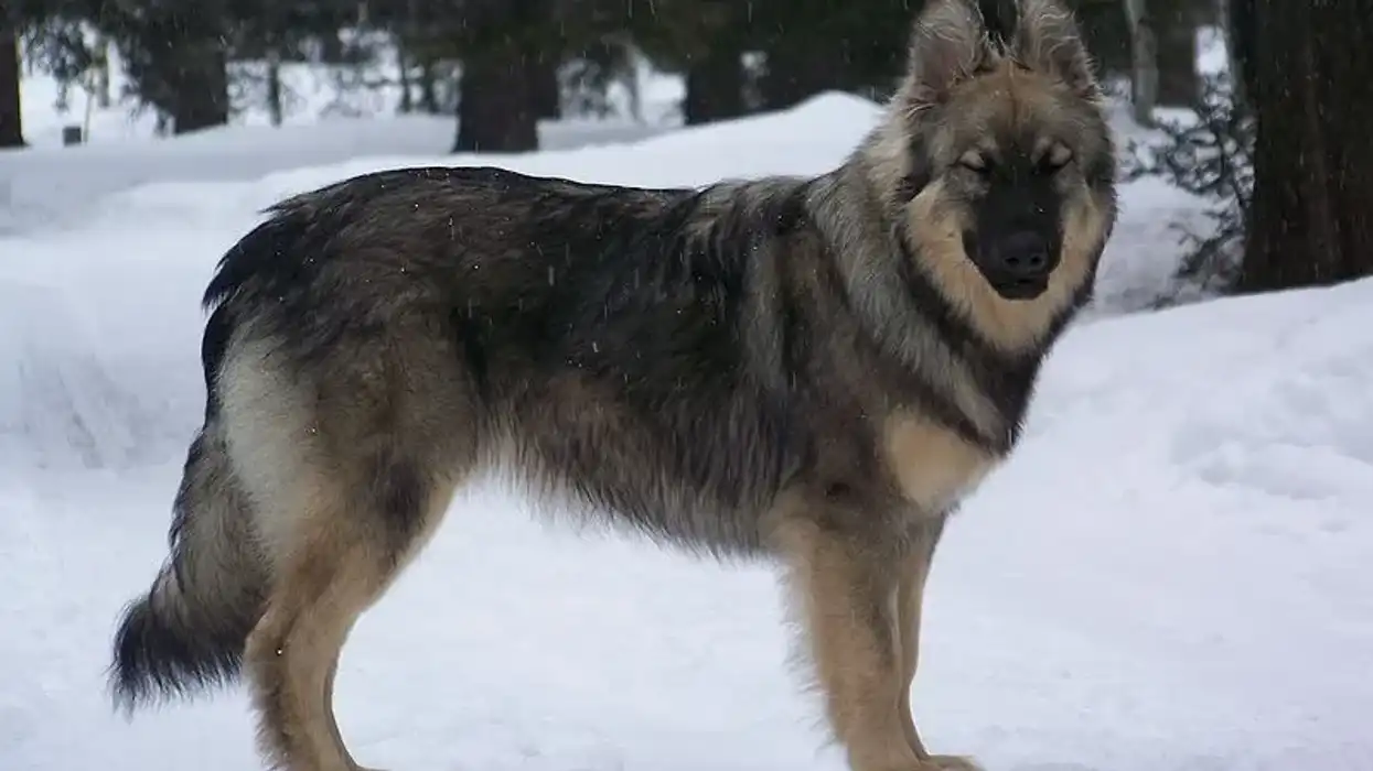 American Alsatian facts about the working dog