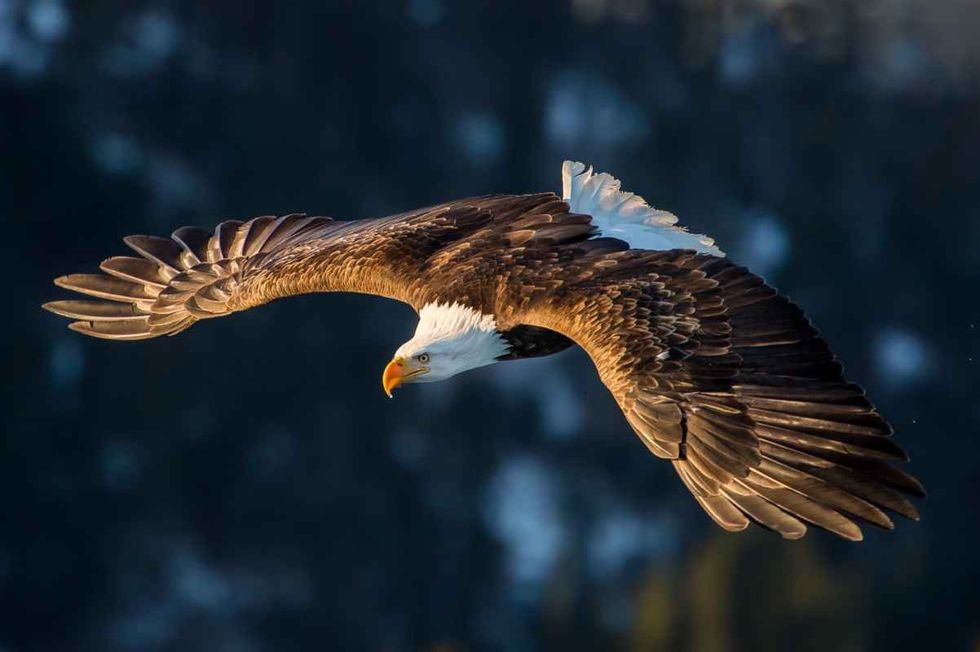 American Bald eagle in flight in the forested alaska mountain