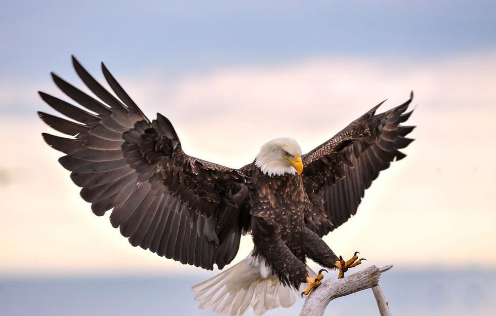 American bald eagle reaching out to perch on branch.