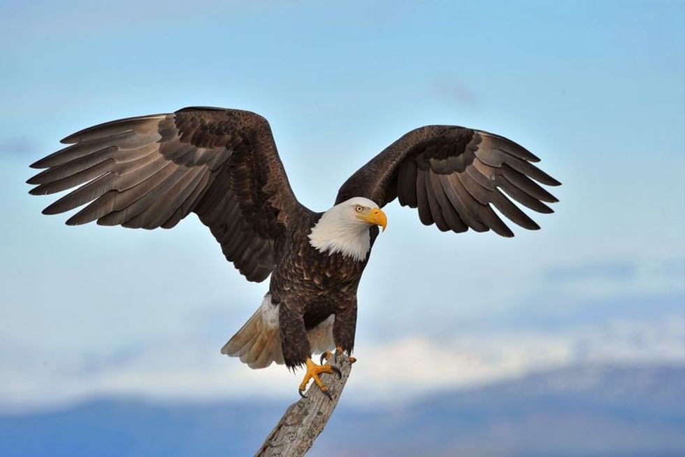 American bald eagle with wings spread.
