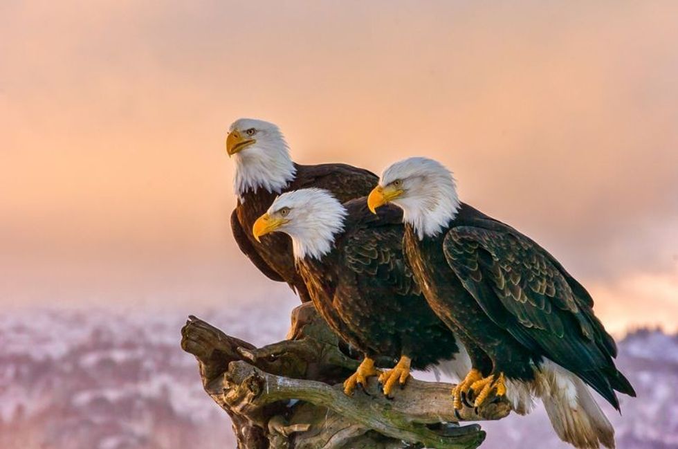 American bald eagles perch on tree snag