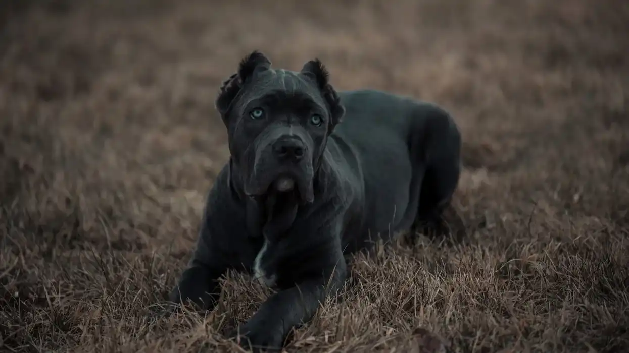 American Bandogge facts, such as these large dogs are known for their stocky build and triangular ears, are interesting.