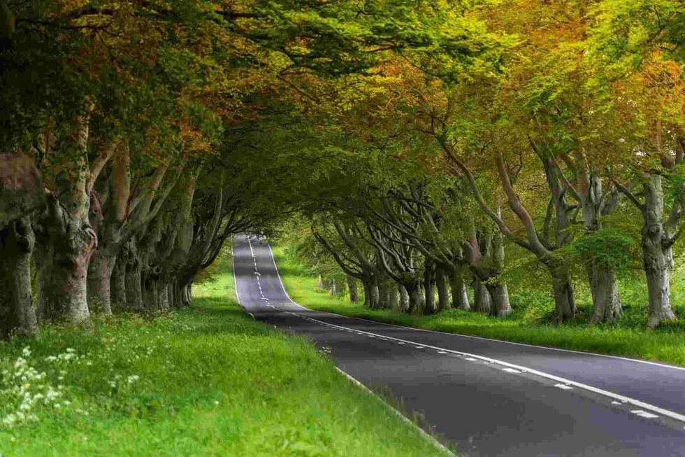 American beech grows in many of the woodlands in the Lake Metroparks in northeast Ohio.