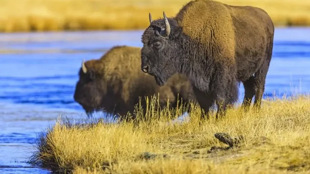 American Bison facts have interesting wildlife insights.