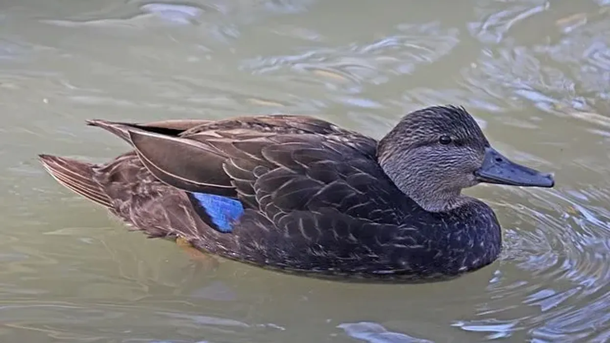 American Black Duck facts about the ducks that are not Mallards though they look similar.