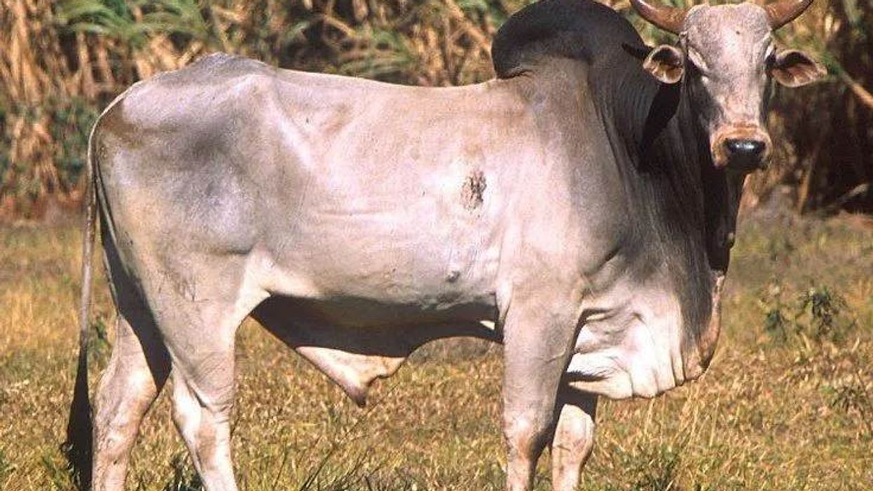 American Brahman facts about a unique kind of beef cattle.