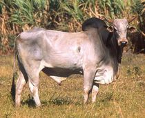 American Brahman facts about a unique kind of beef cattle.