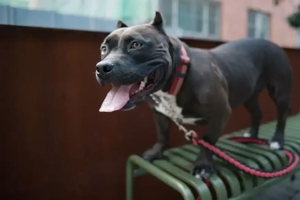 American Bulldog standing on a green bench