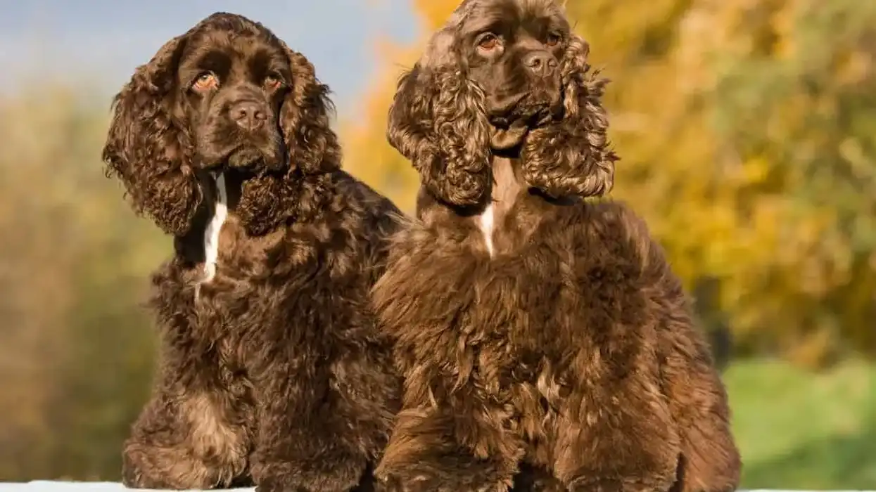American cocker spaniel facts make you feel happy