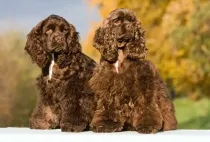 American cocker spaniel facts make you feel happy