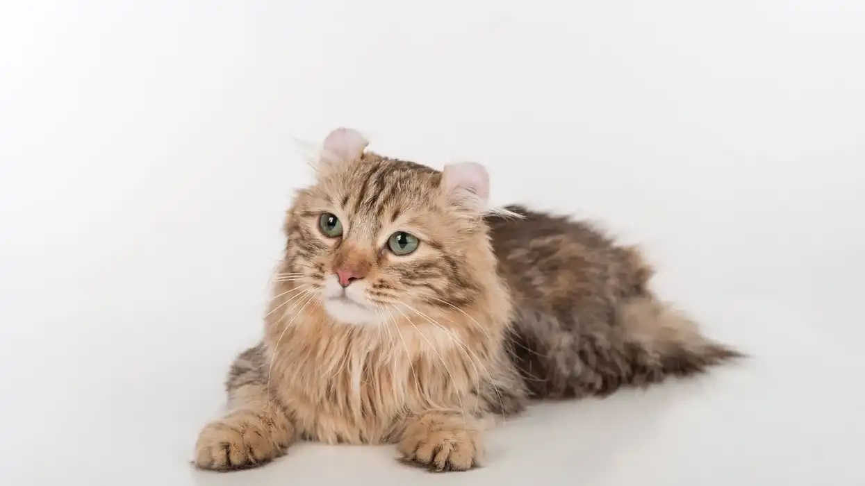 American Curl facts for kids are amusing!