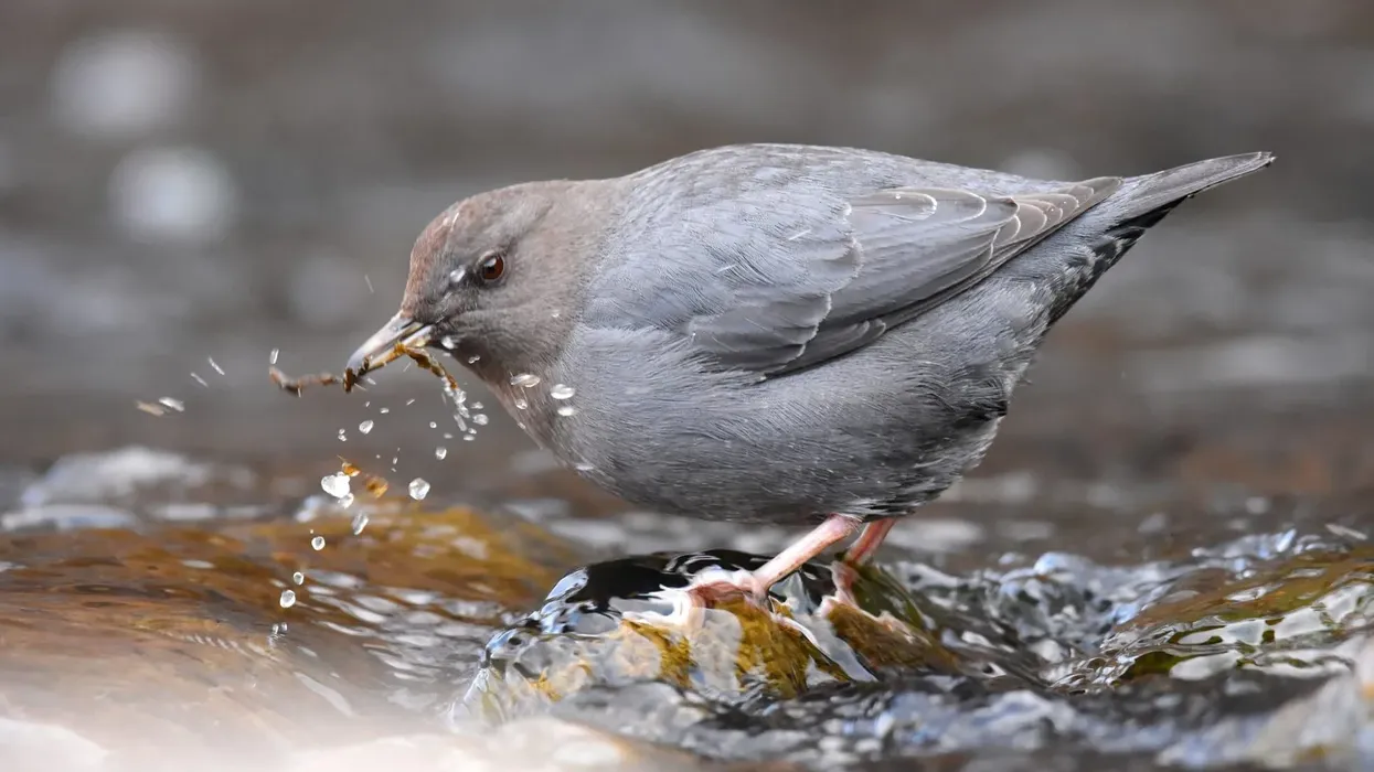 American dipper facts, such as they have an extra oxygen-carrying capacity in their blood, are very interesting.