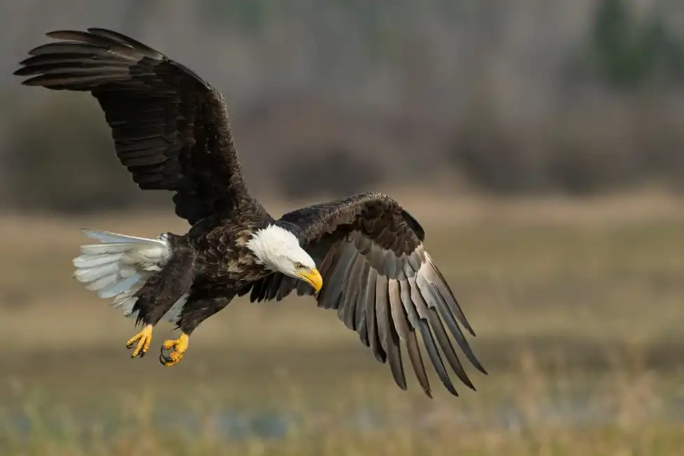 American Eagle Day is a day to honor and respect the national bird, and to raise awareness among citizens.
