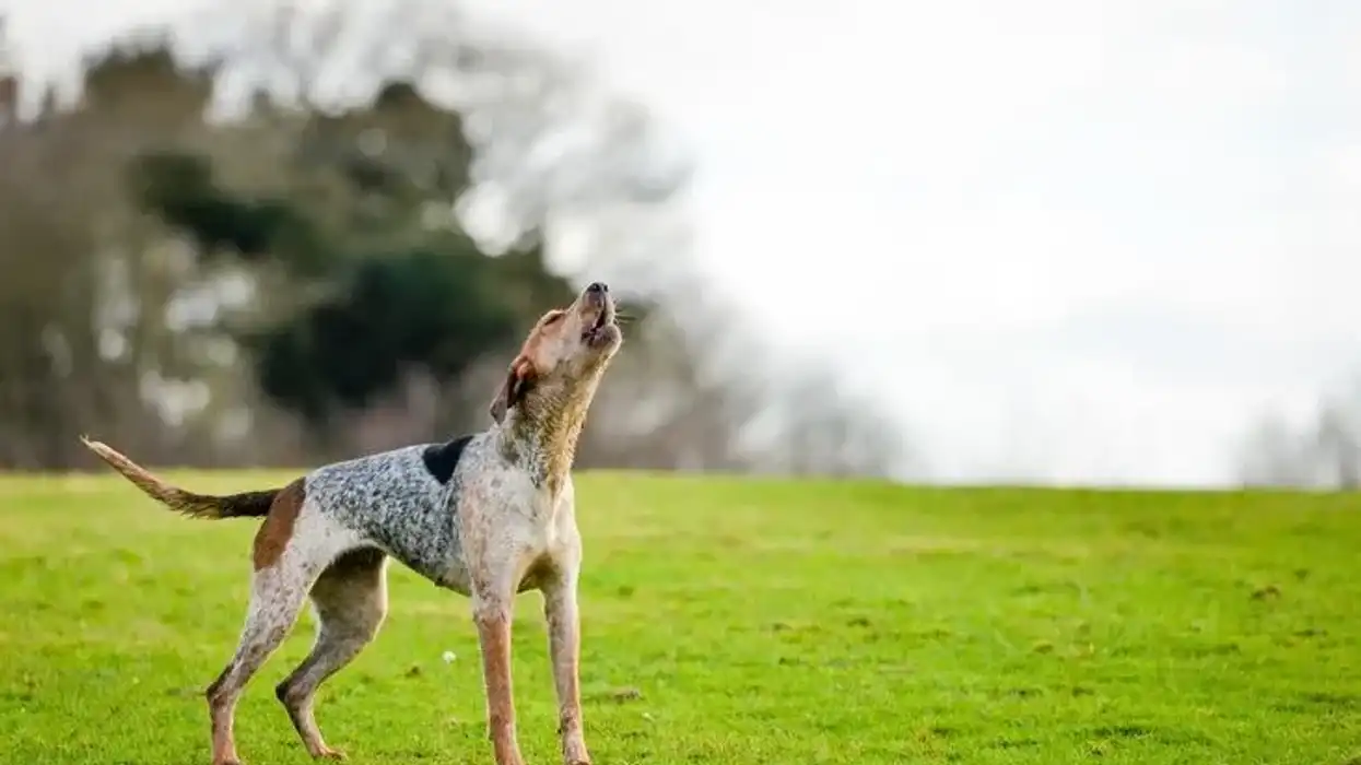 American English Coonhound facts like they are born athletes are interesting.