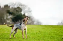 American English Coonhound facts like they are born athletes are interesting.