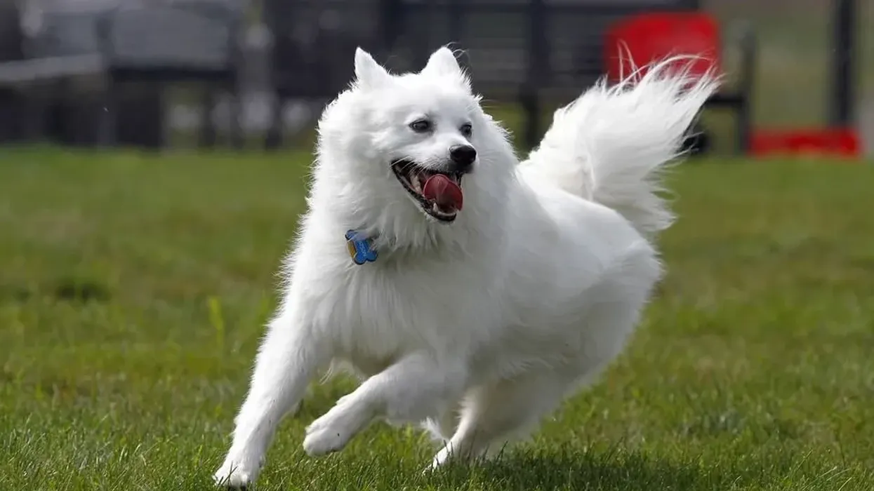 American Eskimo dog facts about the non sporting dog breed.
