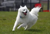 American Eskimo dog facts about the non sporting dog breed.