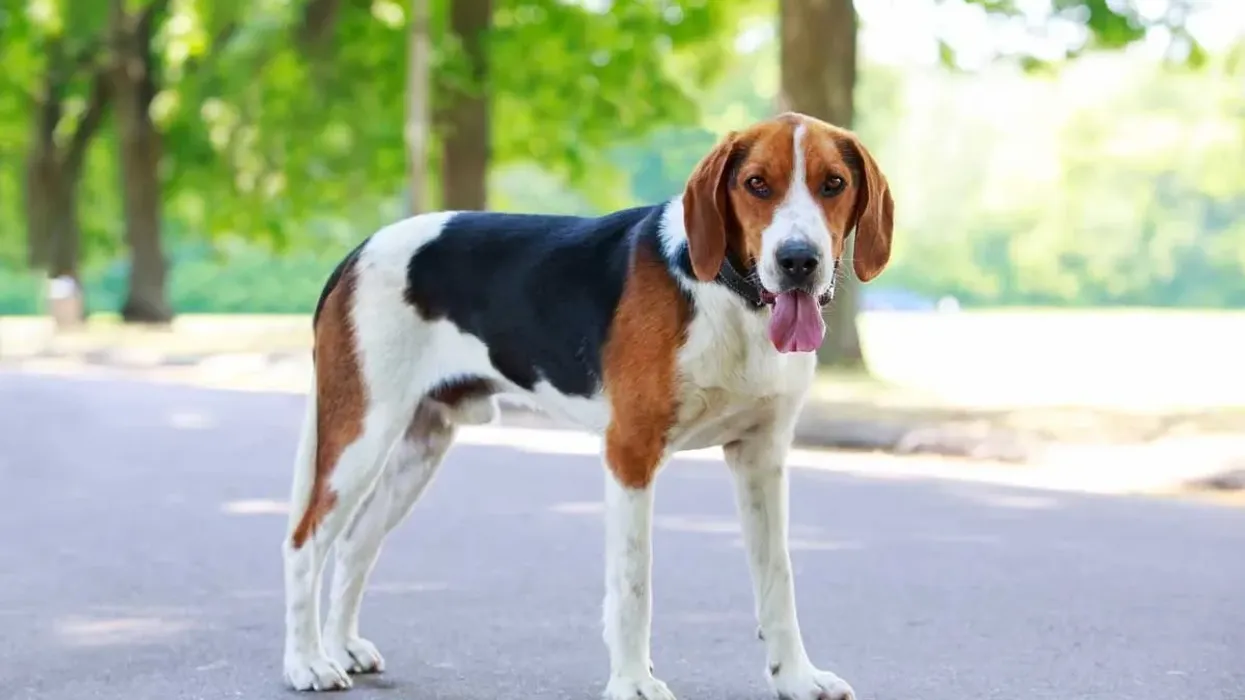 American Foxhound Facts to know how they make a great jogging partner