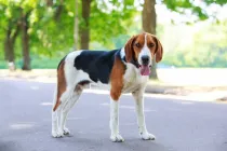 American Foxhound Facts to know how they make a great jogging partner