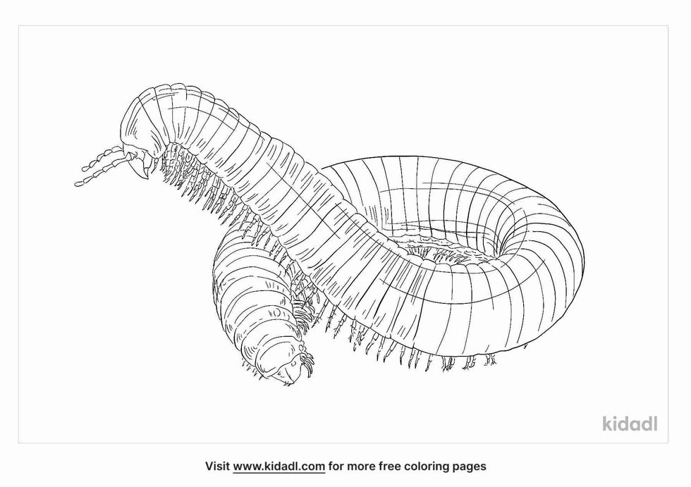 American Giant Millipede Coloring Page facts