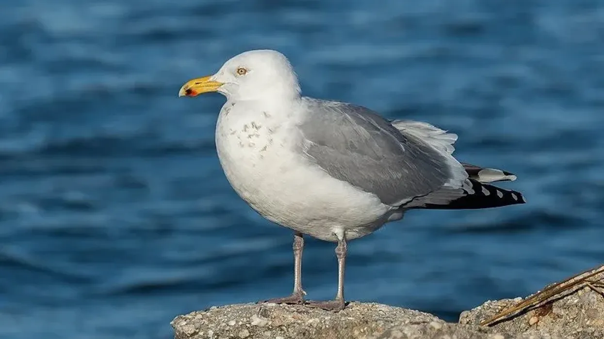 American herring gull facts are amazing.