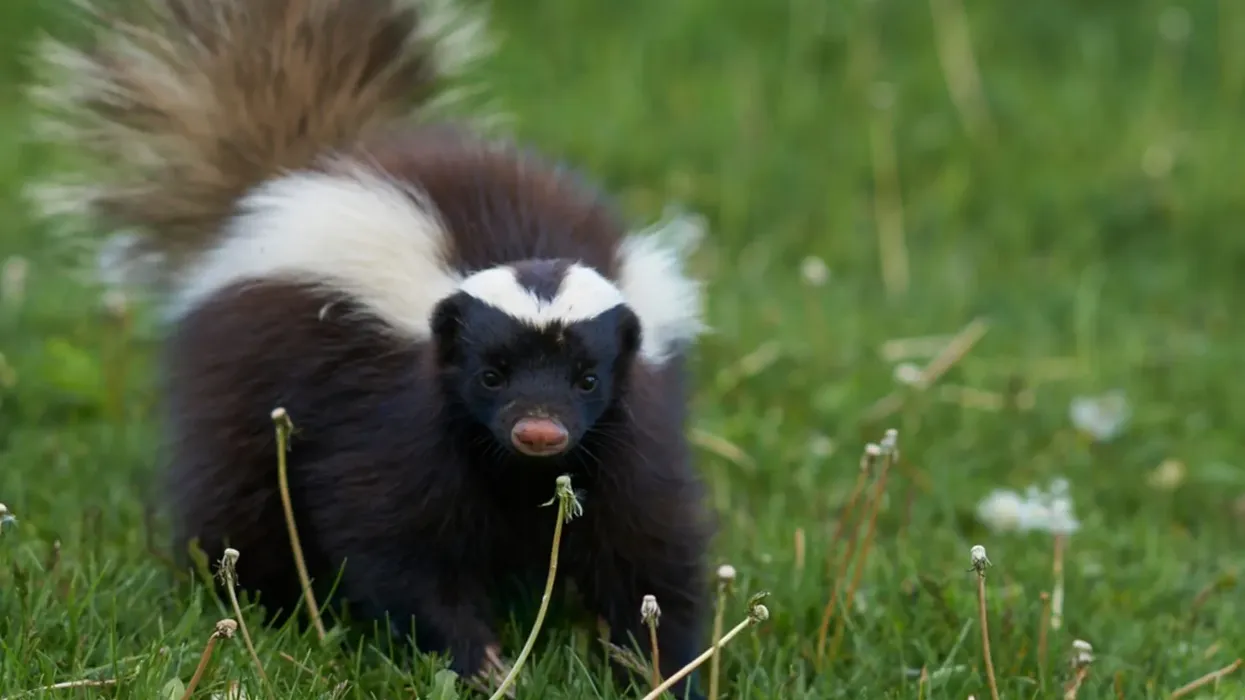 American hog-nosed skunk facts are enjoyed by kids.