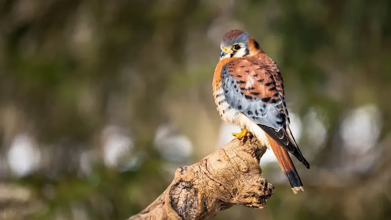 American Kestrel facts genuinely reflect the beauty of this amazing bird.