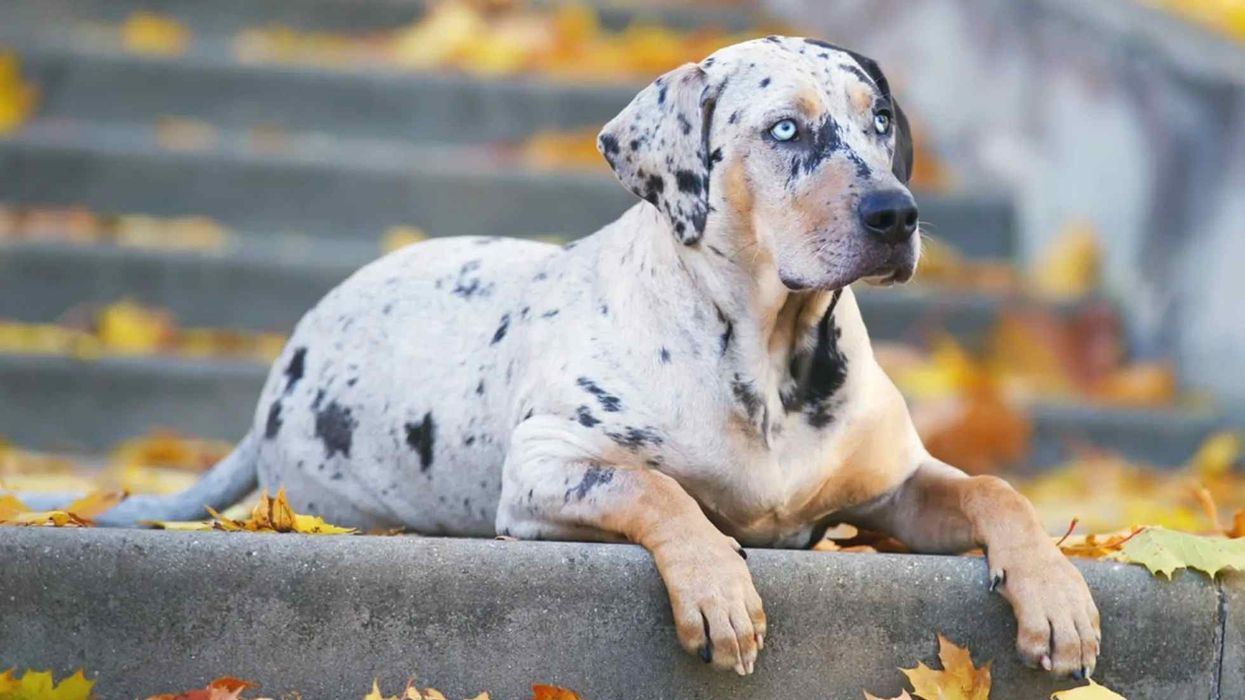 American leopard hound facts about an American hunting dog.
