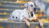 American leopard hound facts about an American hunting dog.