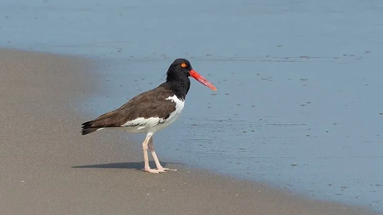 American oystercatcher facts are interesting for bird enthusiasts.