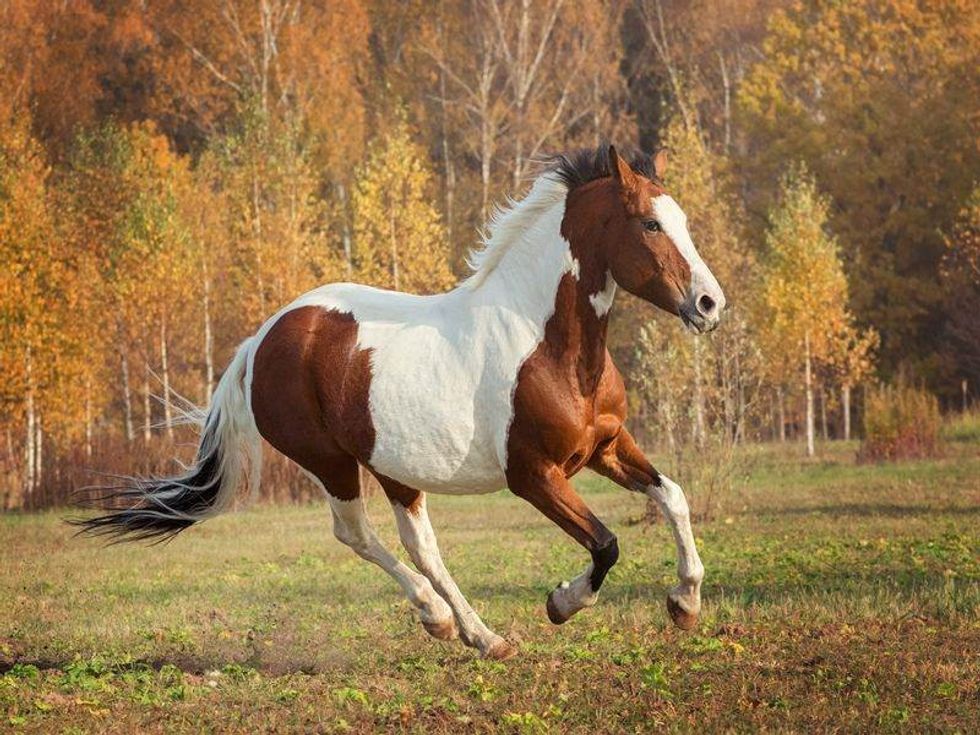 American Paint Horse running.