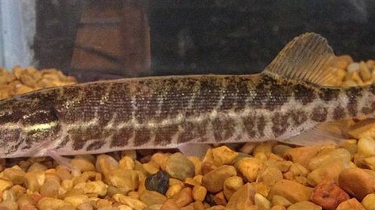 American pickerel facts are great for kids.