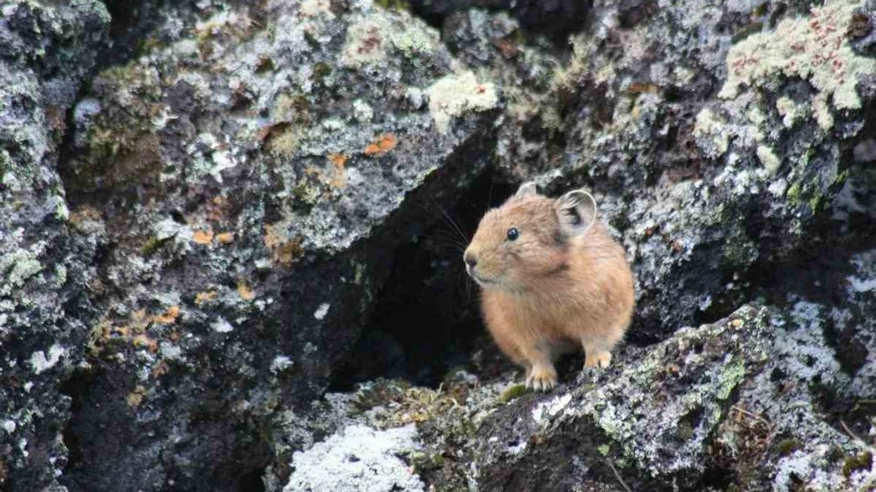 American pika facts about pikas who live in rock mountains.