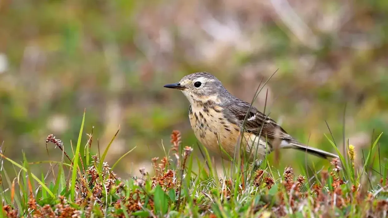 American pipit facts  about a unique bird species.