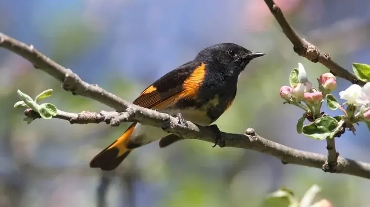 American redstart facts are fun to read