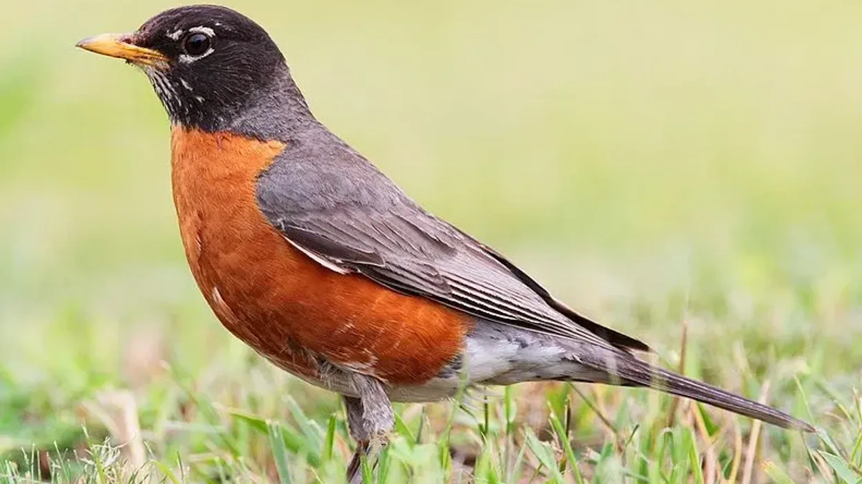 American robin facts are great for kids.