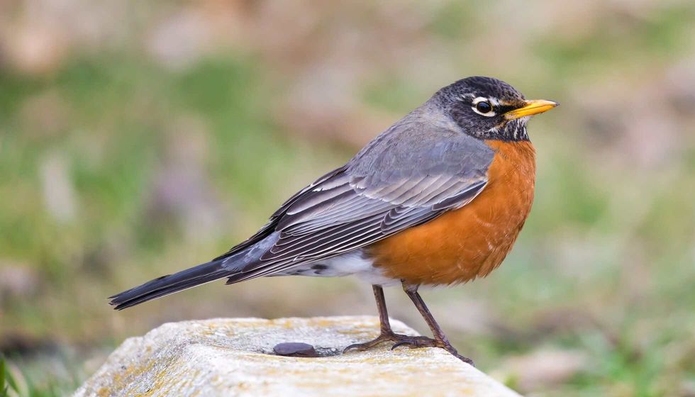 American robin perched on a parking block.
